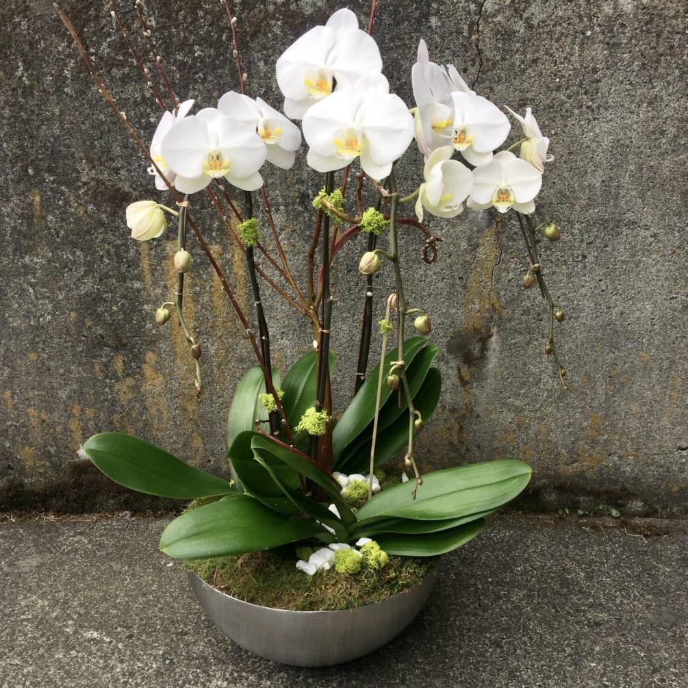 (image for) Beautiful Phalaenopsis Orchids Trio Planter